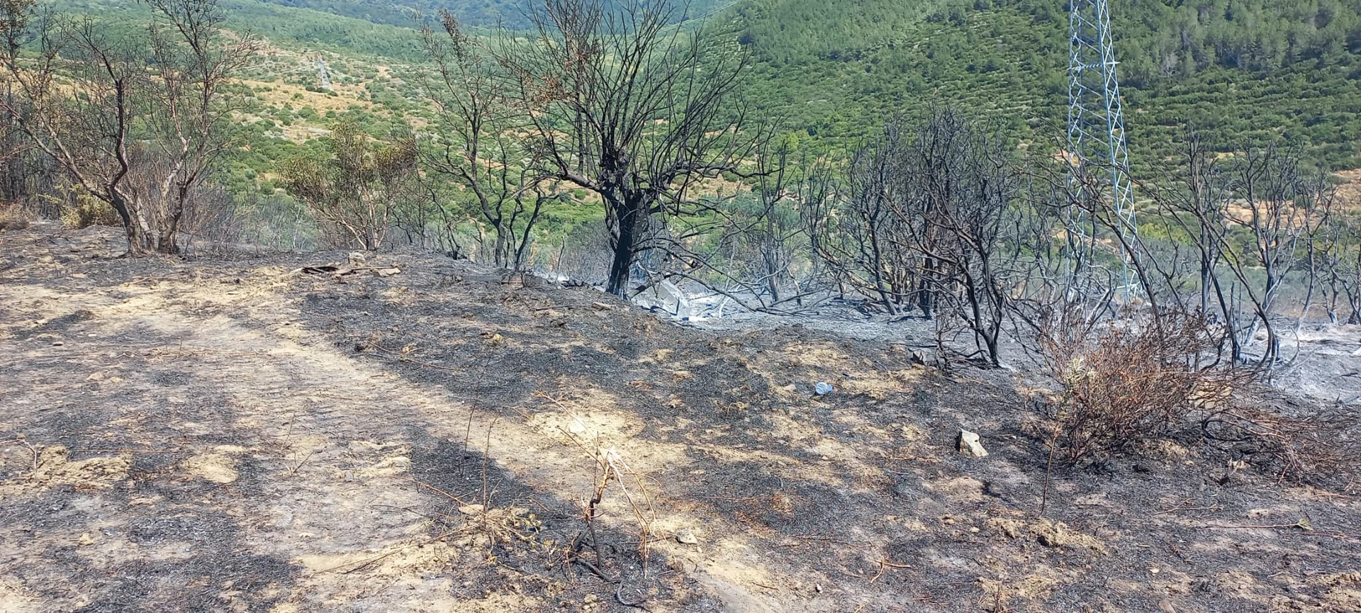 Erdek 'teki orman yangını söndürüldü