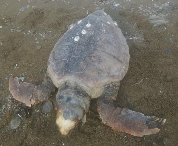 caretta_727x600
