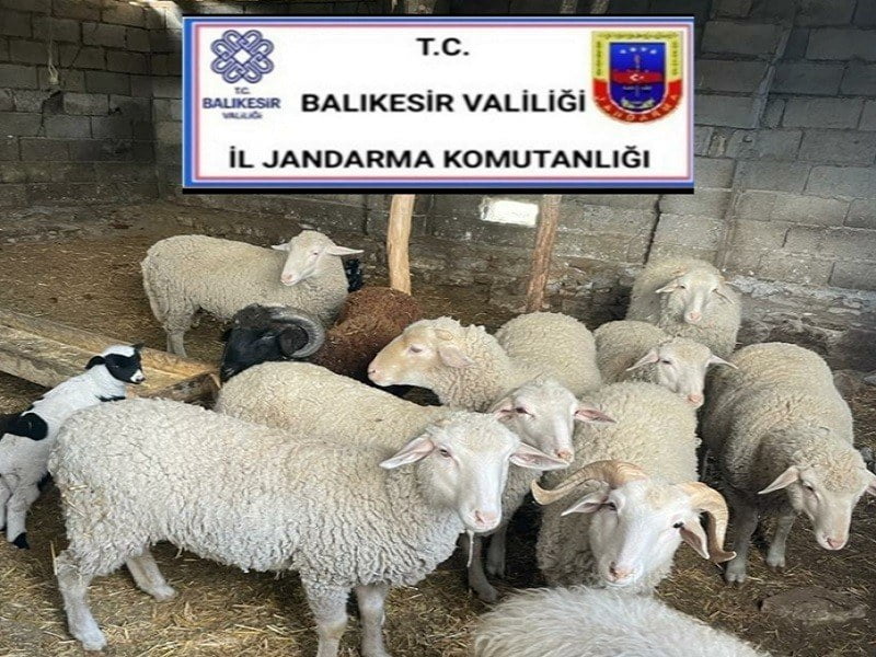 AYVALIK'TA KOYUN HIRSIZLARINA JANDARMA DAN KAÇAMADI