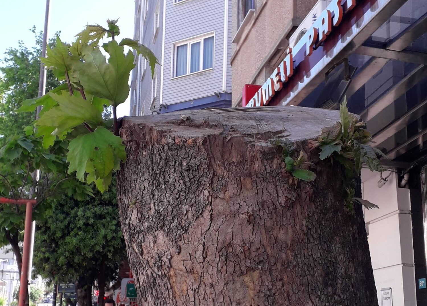 ağaç (3)