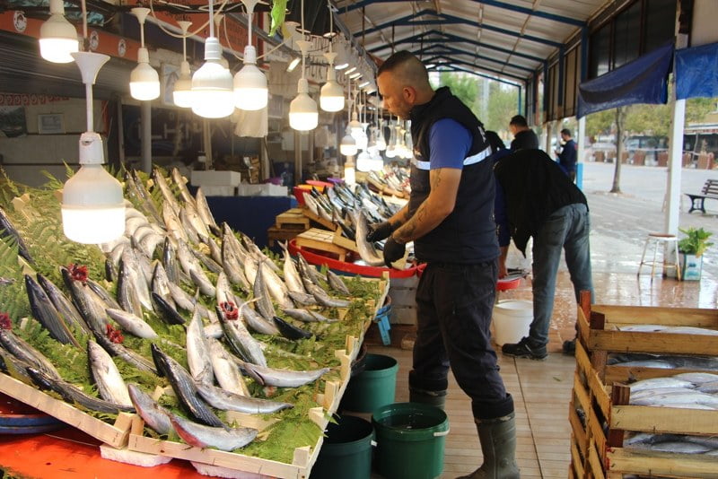 palamut (2)_800x534