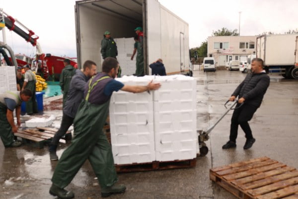 Bandırma Körfezinden 4 Bin Kasa Palamut Çıktı (1)
