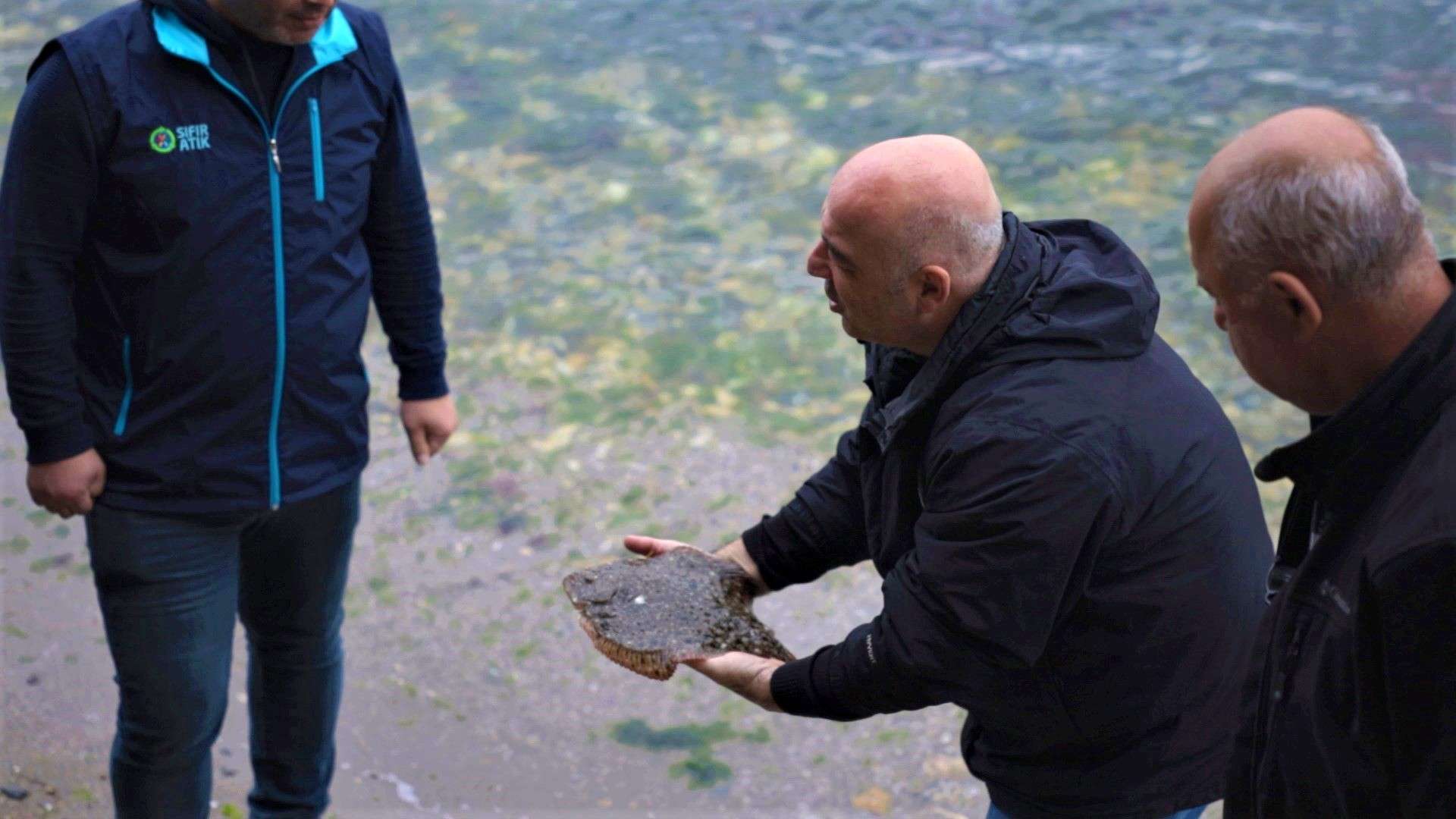 çipli balık