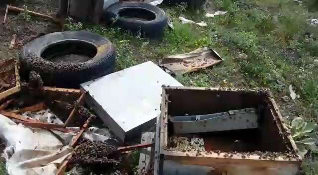 AÇ KALAN AYI ARI KOVANLARINI PARÇALADI