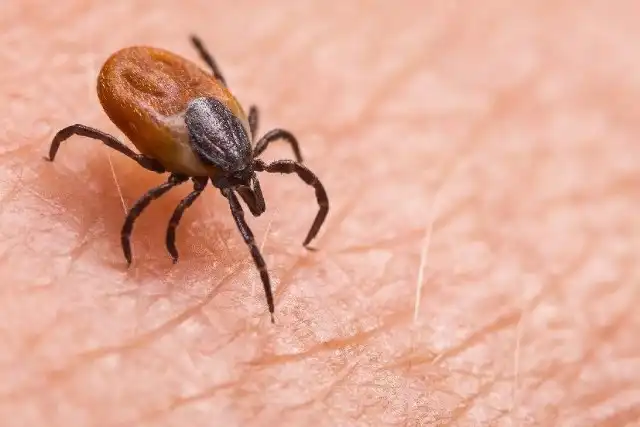Sivas'ta bir kişi, vücuduna kenelerin yapışması sonucunda Kırım Kongo Kanamalı Ateşi (KKKA) hastalığı şüphesiyle tedavi altına alındıktan sonra hayatını kaybetti.