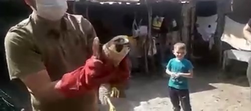 DÜNYANIN EN HIZLI KUŞU YARALI BULUNDU YARALI BULUNAN GÖKDOĞAN TEDAVİ ALTINA ALINDI