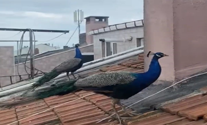 tavus kuşları