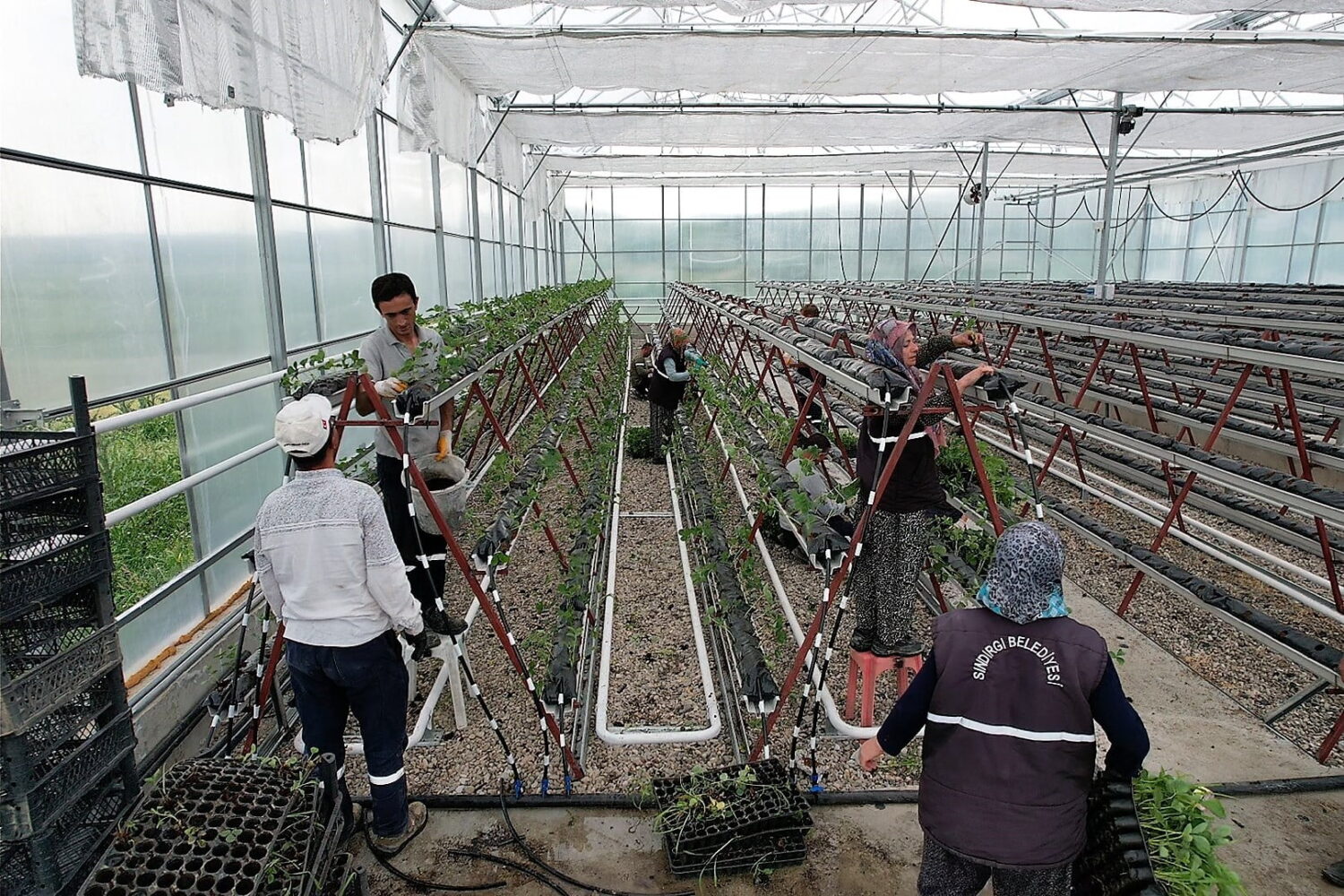 JEOTERMAL SERADA 10 BİN KÖK ÇİLEK DİKİLDİ (MURAT SEYMAN/BALIKESİR-İHA) Balıkesir