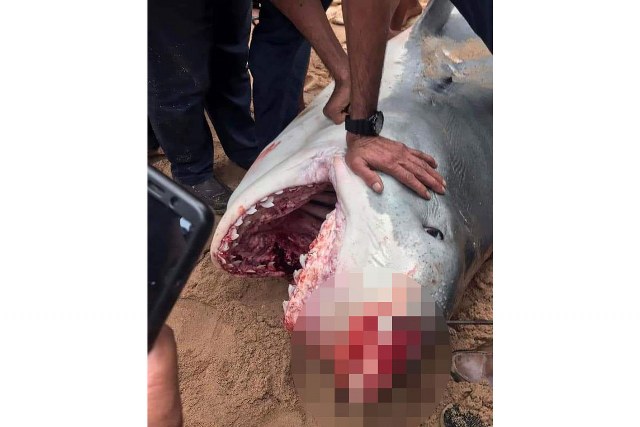 Mısır’ın turistik kenti Hurgada’da bir turist köpek balığı saldırısı sonucu yaşamını yitirdi. Olaya tanık olanlar sahilde çığlıklar attı. Balığın türünün “Kaplan Köpek Balığı” olduğu bildirildi.
