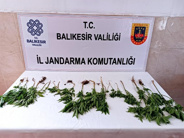 Balıkesir'de yapılan istihbari çalışmalar sonucunda, Gönen ve Savaştepe ilçelerinde uyuşturucu imal ve ticareti yapan 2 şüpheli yakalandı. Operasyonda 21 kök kenevir bitkisi ve 11 adet Galara ele geçirildi.