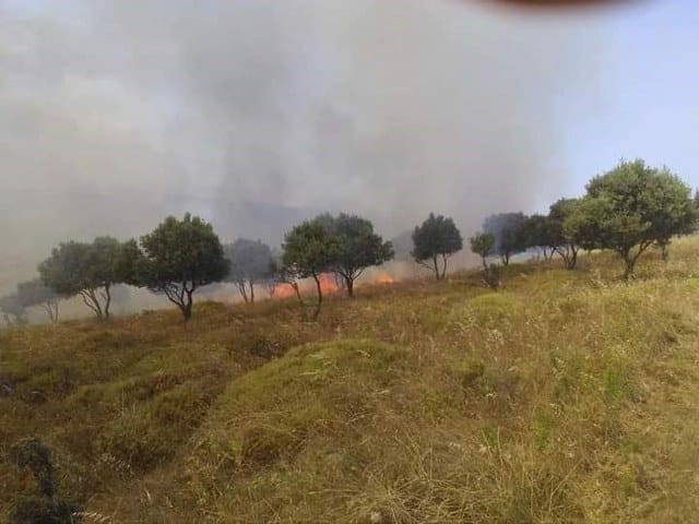 Balıkesir’in Erdek ilçesine bağlı Paşalimanı Adası'nın Poyrazlı Mahallesi'nde kırsal alanda yangın çıktı.