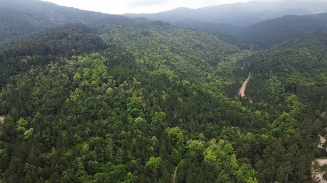 Balıkesir’in Edremit ilçesinde bulunan Kazdağı Milli Parkı'nda kurulan fotokapanlar, Kaz Dağları'nın sevimli ev sahiplerini görüntüledi.