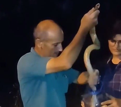 Bursa'da havaların ısınmasıyla birlikte tarlalarda dev yılanlar ortaya çıkmaya başlandı. İznik ilçesinde bir çiftçi devasa yılanı elleriyle yakalayıp bidona koymayı başardı ve tekrar doğaya saldı.