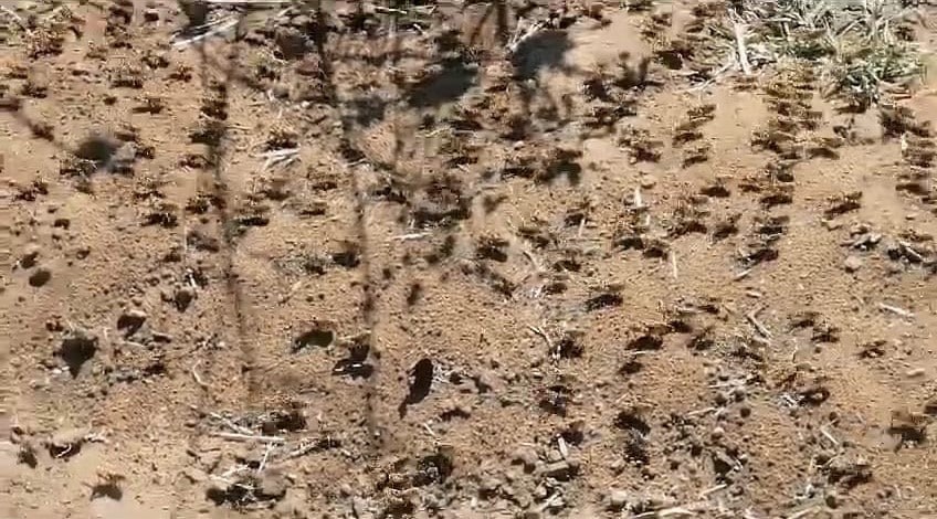 Tekirdağ’ın Muratlı ilçesinde yaşanan çekirge istilasıyla ilgili yapılan uzman açıklamasında, iklim koşullarının değişmesine bağlı olarak böcek popülasyonunda da artış durumunun söz konusu olabileceği vurgulandı.Prof. Dr. Özgür Sağlam, 20 gün sonra çayır tırtılı popülasyonunda da artış durumu söz konusu olabileceğini belirtti.