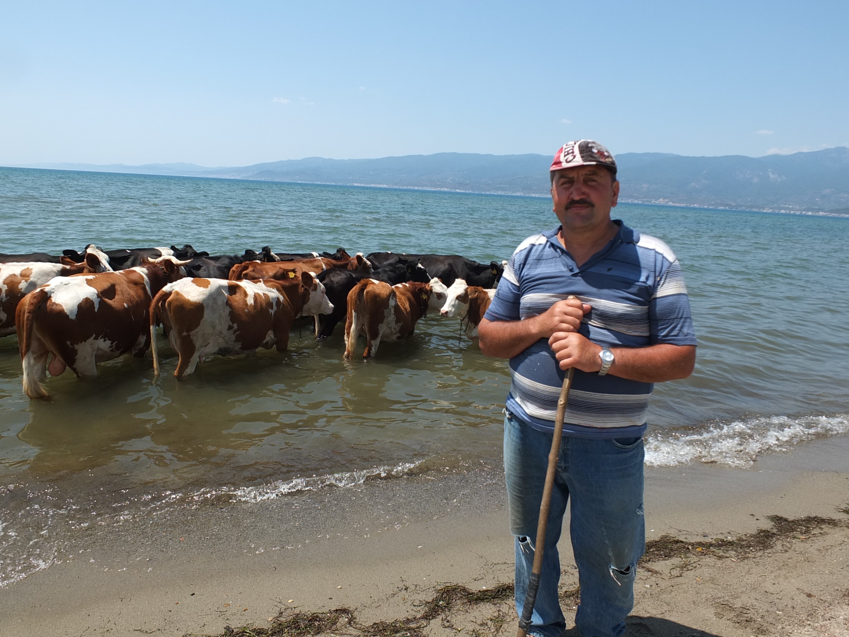 Burhaniye ilçesinde son günlerde 40 dereceyi bulan sıcaklar vatandaşları bunaltırken, merada otlayan hayvanları da olumsuz etkiledi. Sıcaktan bunalan inekler günde iki kez denize giriyormuş.