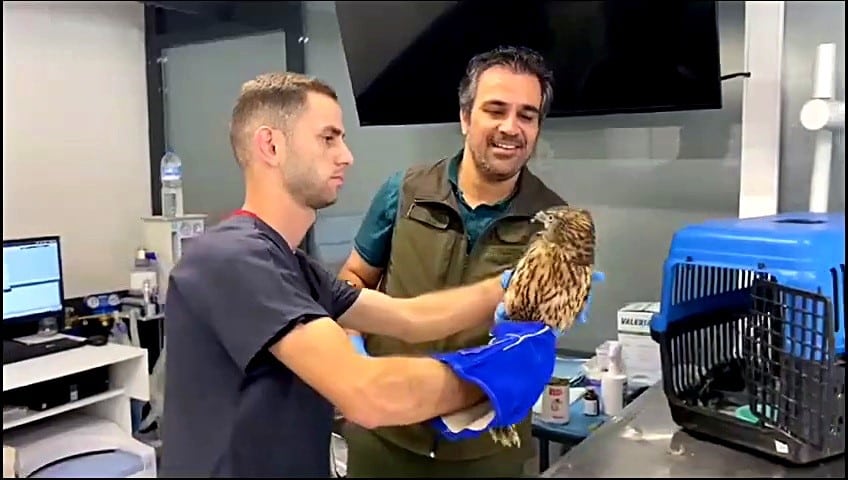 Balıkesir’in Edremit ilçesinde vatandaşlar tarafından bulunan (Accipiter gentilis) cinsi kuş .Kazdağı Milli Parklar Şefliğine teslim edildi ve tedavisine başlandı.