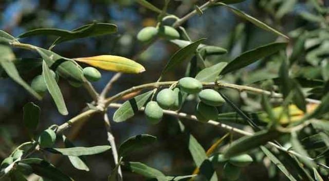 Türkiye’de en fazla zeytin ağacına sahip Manisa’da nisan-mayıs aylarında gerçekleşen dolu ve şiddetli yağışlar ile yaz aylarının kurak geçmesi nedeniyle verimde düşüklük yaşandı.