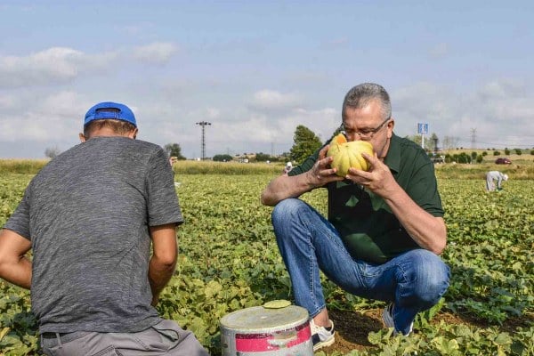 Karacabey ilçesinin Çavuş Mahallesi'nde her yıl gerçekleşen kavun hasadı bu sezon çiftçilerin yüzünü güldürdü. Bu mutlu haberi desteklemek amacıyla Karacabey Belediye Başkanı Ali Özkan da bölgeye bizzat giderek, kavun üreticileri ve mahalle sakinleriyle samimi bir buluşma gerçekleştirdi.
