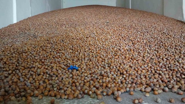 Türkiye, son 10 yılda fındık ihracatından 2 milyar 769 milyon 393 bin 225 kilogram karşılığı toplam 20 milyar 218 milyon 521 bin 837 dolar döviz girdisi sağladı. En fazla fındık ihracatı 2014-2015 sezonunda 2 milyar 820 milyon 982 bin 816 dolar karşılığında oldu.