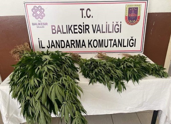 Balıkesir'in Erdek ilçesinde ormanlık arazide, Jandarma yasadışı ekim yapılan kenevir operasyonu gerçekleştirdi.