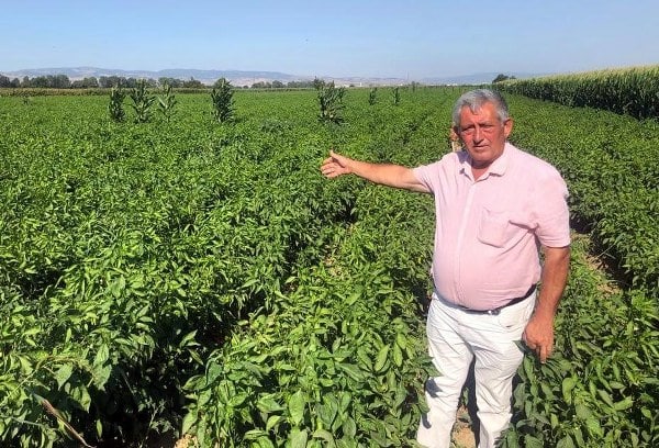 Tarlada 5 lira seviyesinde olan biber, pazar ve marketlerde alıcı bulabilmek için 35 lira gibi daha yüksek bir fiyata çıkıyor.