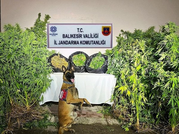 Balıkesir ilindeki jandarma birimleri, son bir hafta içinde gerçekleştirdikleri kaçakçılık ve organize suçla mücadele operasyonlarında 36 kişiyi gözaltına aldı. Gözaltına alınan şahıslardan 9'u adli makamlara sevk edilerek tutuklandı. Yapılan operasyonlarda, büyük miktarda uyuşturucu madde, ateşli silah ve suç gelirleri ele geçirildi.