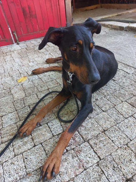 Balıkesir'in Gönen ilçesinde, 74 gün önce kaybolan ekonomist Korhan Berzeg'in doberman cinsi köpeği, köye geri döndü.