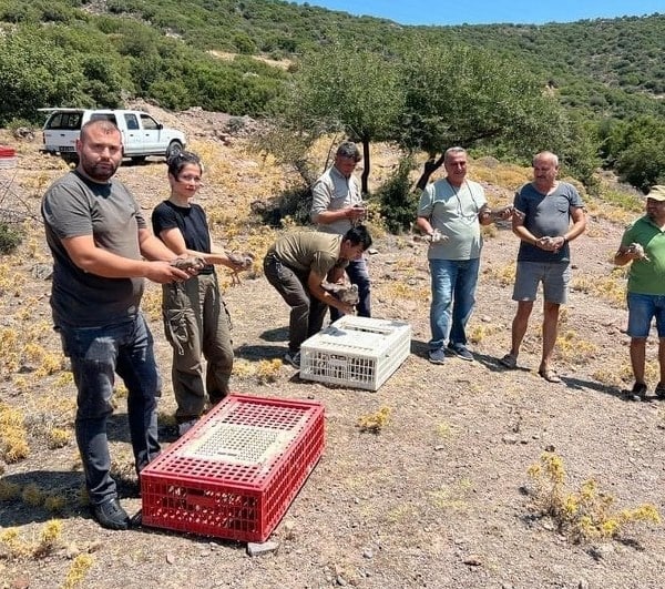 kınalı keklikler ait oldukları yerde (2)