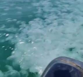 Marmara Denizi'nin güney kıyıları Gemlik, Erdek ve Bandırma sahillerinde denizanası istilası yaşanıyor. Balıkçıların kameralarına yansıyan denizanası görüntüleri vatandaşlarda tedirginliğe yol açıyor. Kimi uzmanlara göre istilanın sebebi deniz suyunda doğal olmayan sebeplerle yaşanan ısınma ve kirlilik, kimisine göre ise doğal döngü.