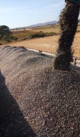 Balıkesir'in Manyas ilçesinde ayçiçeği hasadı başladı. Üreticiler, bu sene kuraklığın verimi epey düşürdüğünü ifade etti.