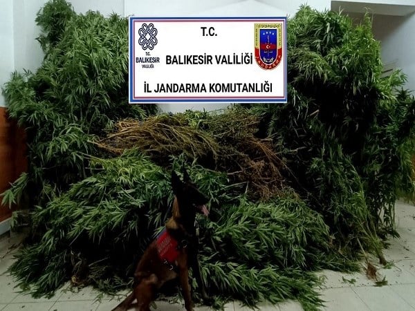 Balıkesir'in Gömeç ilçesinde gerçekleştirilen jandarma operasyonunda, bir kilogram kubar esrar ve 271 adet kenevir bitkisi ele geçirildi.