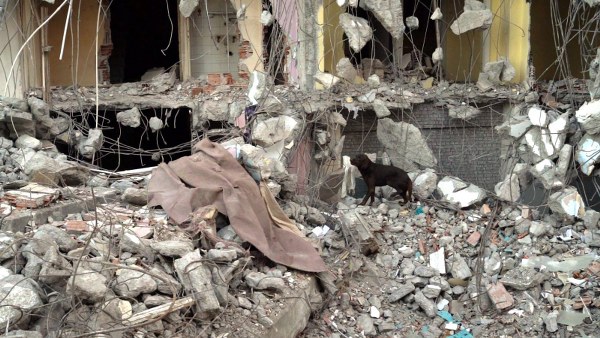 Balıkesir Büyükşehir Belediyesi İtfaiye Dairesi Başkanlığı'na bağlı Yıldız Arama Kurtarma Birliği'nin bir üyesi olan kurtarma şampiyonu Ateş adlı köpek, eğitimlerine devam etmek için kentsel dönüşüm nedeniyle yıkılan 5 katlı 4 bloklu site enkazında çalışmalarını sürdürüyor. Ateş, 7 gün 24 saat nöbet tutarak hem yurt içinde hem de yurt dışında her türlü acil durumda can kurtarma görevine hazır bir şekilde bekliyor.