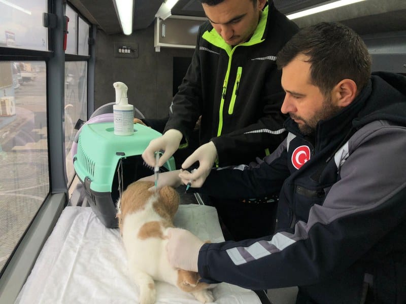 Büyükşehir 7 /24 Can Dostlarımızın Yanında