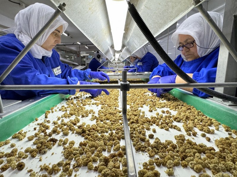Türkiye, kuru, taze ve dondurulmuş meyveler ile pamuk gibi 268 farklı üründe gerçekleştirdiği 1,6 milyon tonluk organik üretimle döviz gelirini 1 milyar doların üzerine çıkardı. Kimyasal gübre ve ilaç kullanılmayan, organik sertifikalı ürünlerle yılda 1 milyar dolarlık ihracat sınırını aşan Türkiye, dünya genelinde yeşil tarım hareketinin etkisiyle organik ürünlerden elde ettiği döviz gelirini 1,5 milyar dolara çıkarmayı hedefliyor.