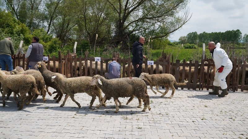 Büyükşehir Belediyesi