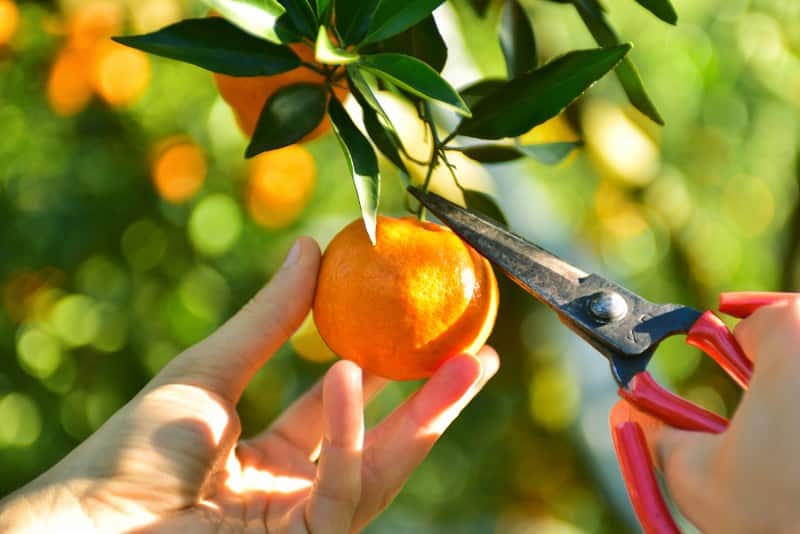 Sonbahar ve kış aylarında soğuk algınlıklarına karşı C vitamini deposu olan narenciye ürünleri, Türkiye