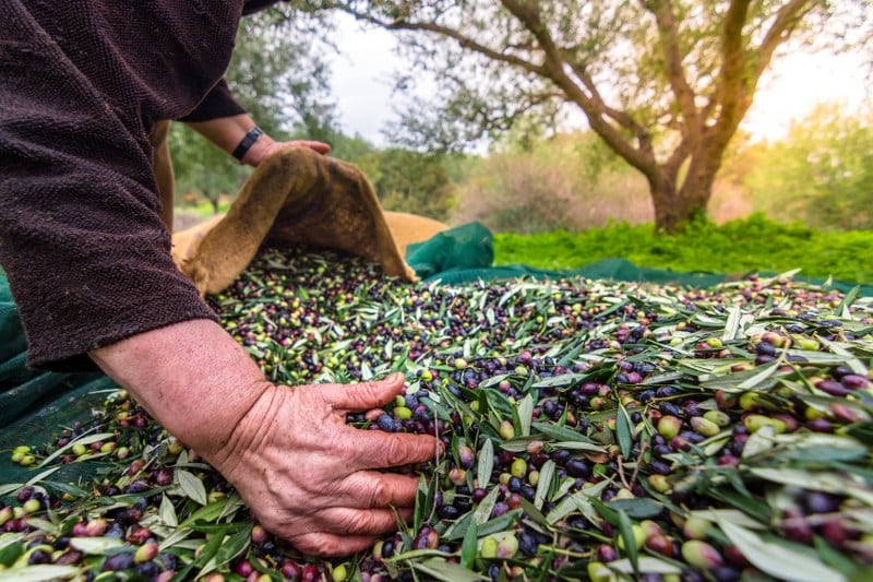 Türkiye'nin 2023/24 sezonunun ilk 4 aylık dönemindeki sofralık zeytin ihracatı, yüzde 21'lik bir artışla 61 milyon dolardan 73,7 milyon dolara çıkarak dikkat çekti. Türkiye'nin sofralık zeytin ihracatı döviz bazında yüzde 52 değer kazanarak sezonun sonunda 200 milyon doların üzerine çıkmayı hedefliyor.