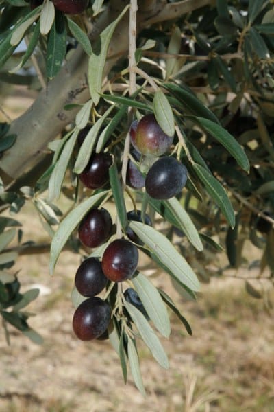 Türkiye