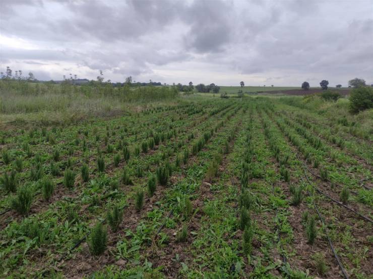 Büyükşehir’den Tıbbi ve Aromatik Bitki Yetiştiricilerine Tam Destek