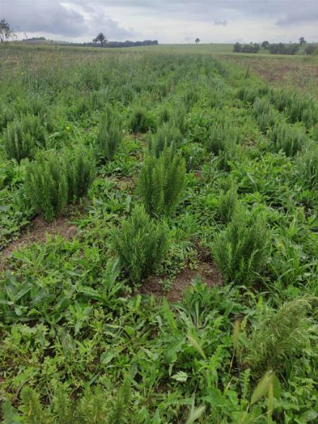 Büyükşehir’den Tıbbi ve Aromatik Bitki Yetiştiricilerine Tam Destek