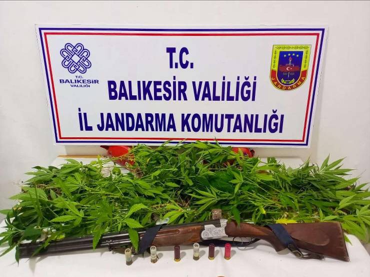 Susurluk'ta Uyuşturucu Operasyonu 74 Kök Kenevir Ele Geçirildi