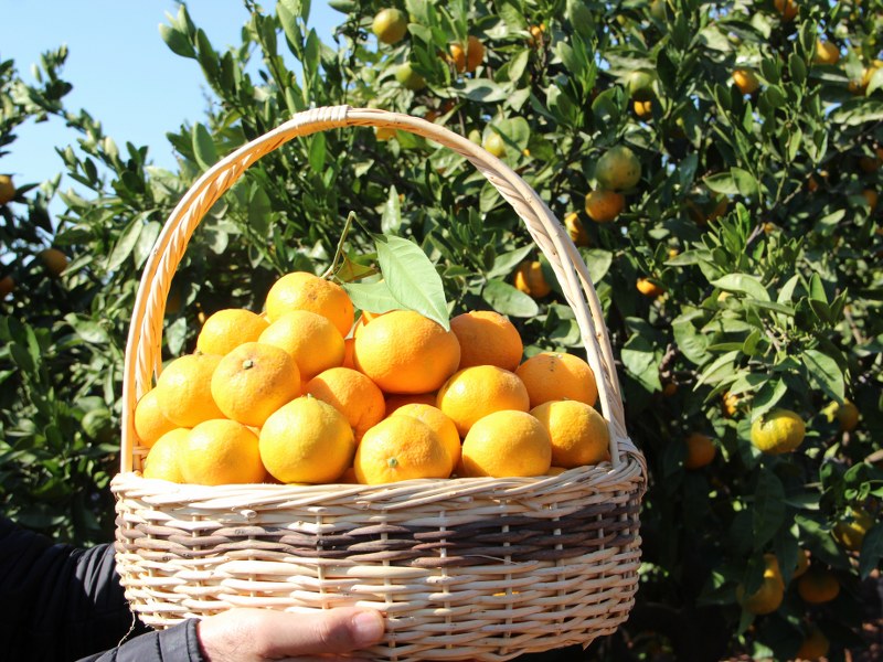 Satsuma mandalina, mandalina ihracatı, İzmir, narenciye, Rusya, Ege İhracatçı Birlikleri, Hayrettin Uçak