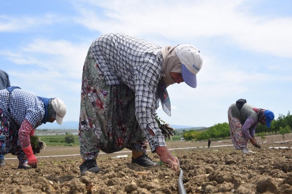 Manyas Ovası, BASKİ dokunuşuyla bereketleniyor (2)