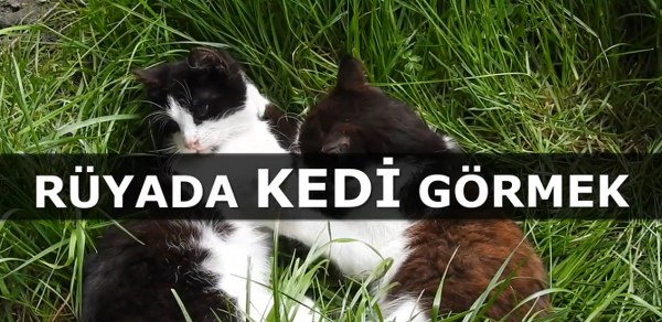 Rüyada Kedi Görmek Ne Anlama Gelir