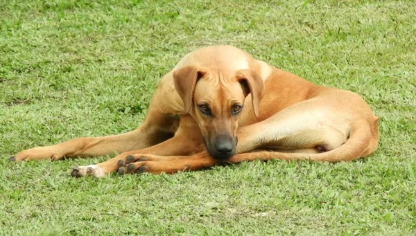 Rüyada Köpek Görmek Ne Anlama Gelir