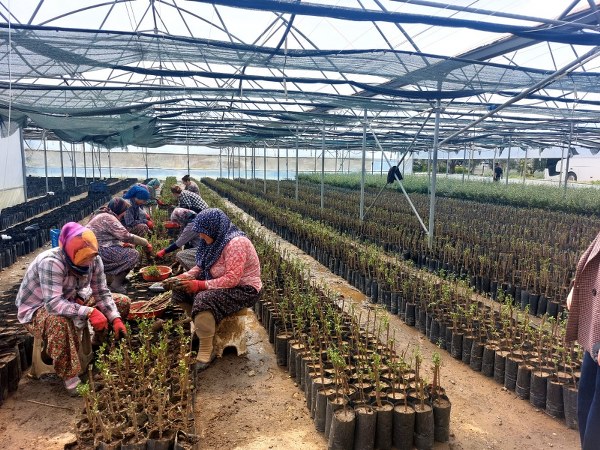 Bandırma Ticaret Borsası’ndan zeytin sektörüne teknik gezi